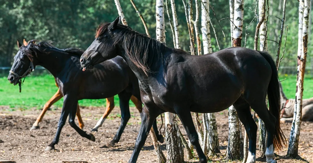 Zwei dunkle Pferde zwischen Birkenstämmen auf der Koppel des Pferdehofs Troizkoje